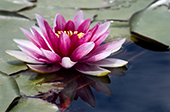 Waterlilly Photograph